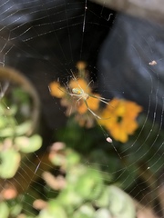 Leucauge