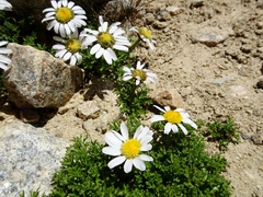 Allardia