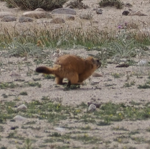 Long-tailed Marmot