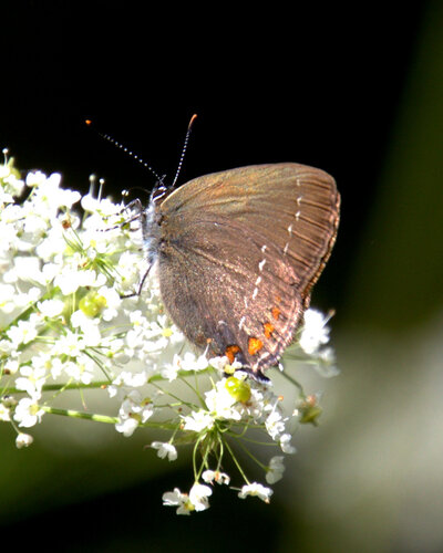Ilex Hairstreak