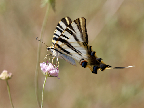 Iberian Scarce Swallowtail, Cheraga, Algiers, Algeria, photo 4 of 10