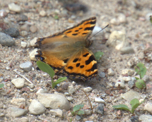 Large Tortoiseshell