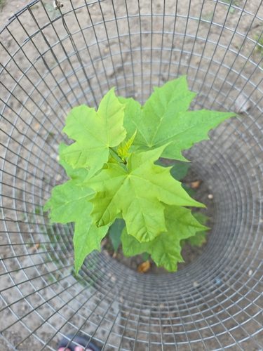 Norway maple