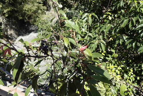 Ficus sarmentosa, photograph 3