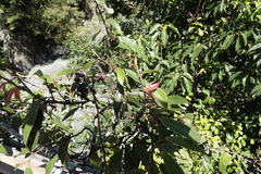 Ficus sarmentosa, photograph (c) Licheng Shih, some rights reserved (CC BY)