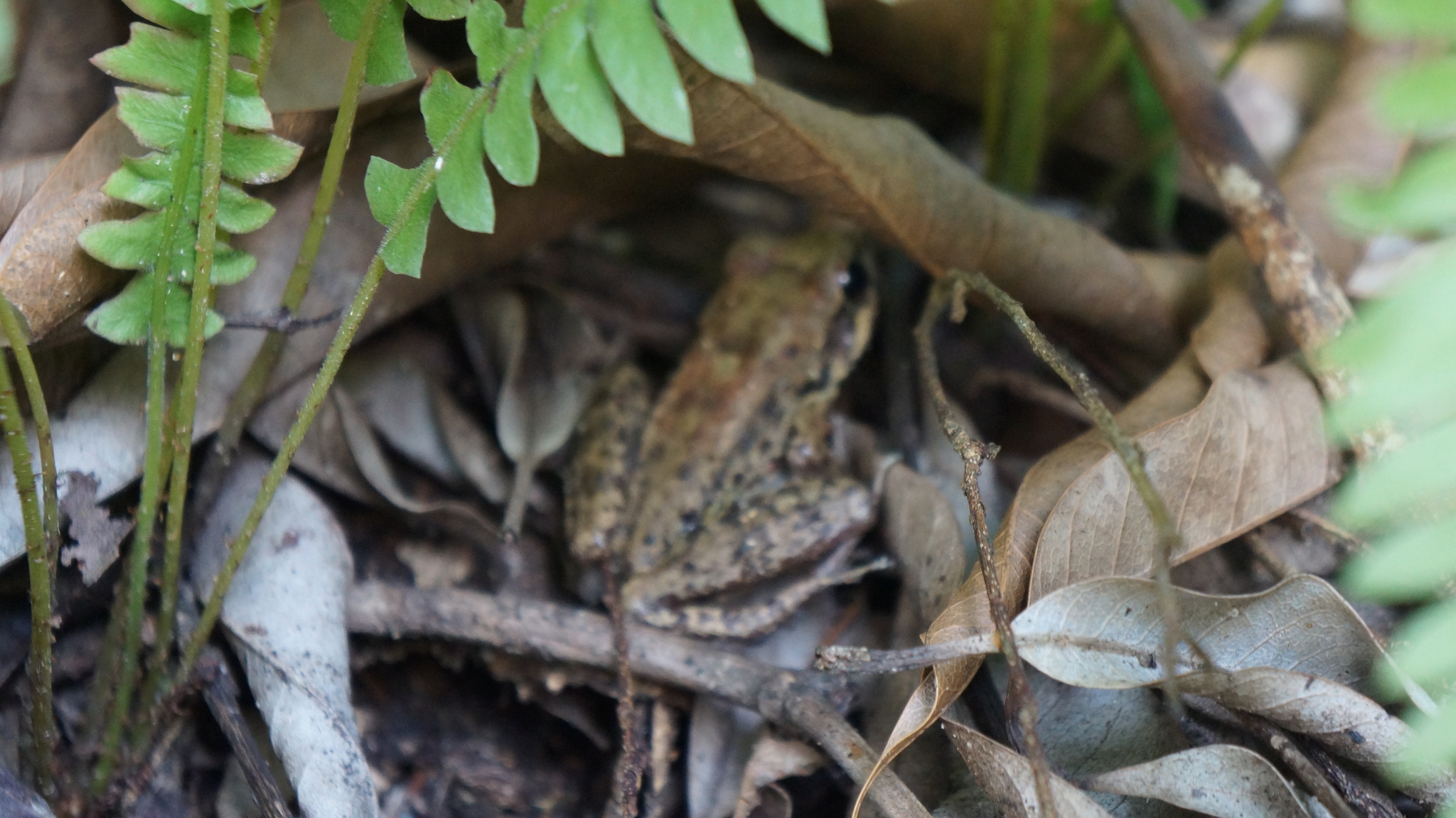 Thoropa bryomantis