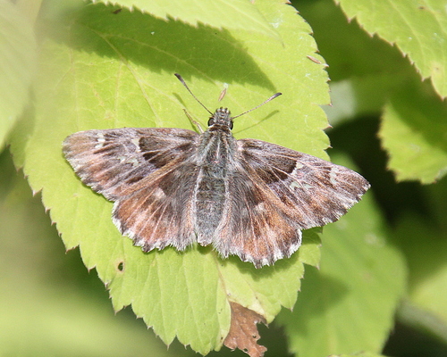 Tufted Skipper