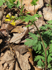 Corydalis flavula