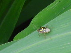 Oebalus poecilus