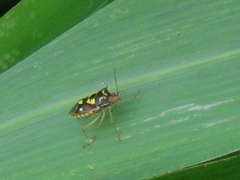Oebalus poecilus