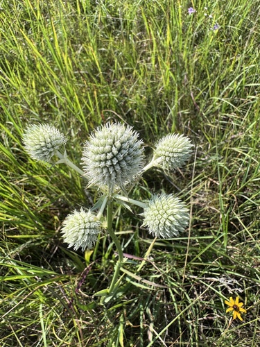 rattlesnake master
