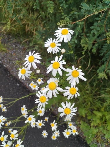 scentless mayweed