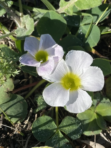 Purple woodsorrel