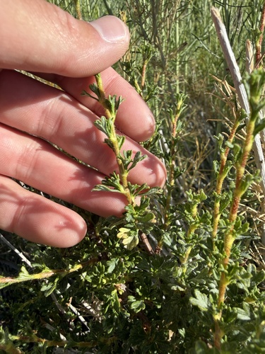 iNaturalist observation photo of Antelope Bitterbrush