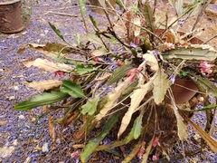 Disocactus phyllanthoides