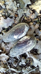 Unio elongatulus