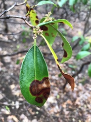 Diaporthe kalmiae