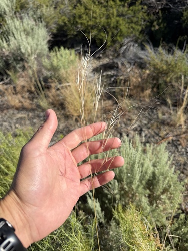 iNaturalist observation photo of Needle-and-thread Grass