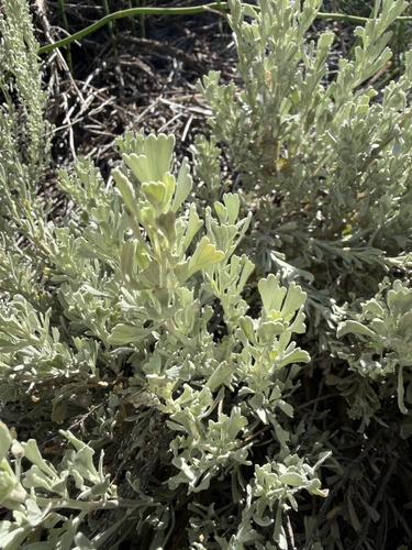 iNaturalist observation photo of Big Sagebrush