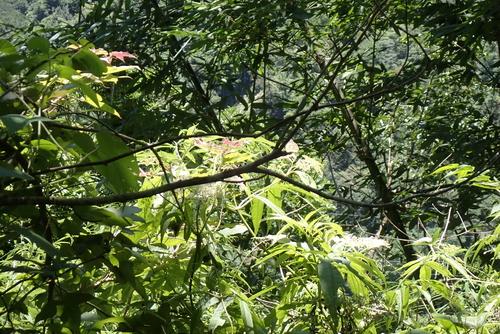 Sambucus javanica, photograph 6