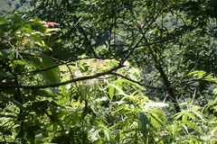 Sambucus javanica, photograph (c) Licheng Shih, some rights reserved (CC BY)