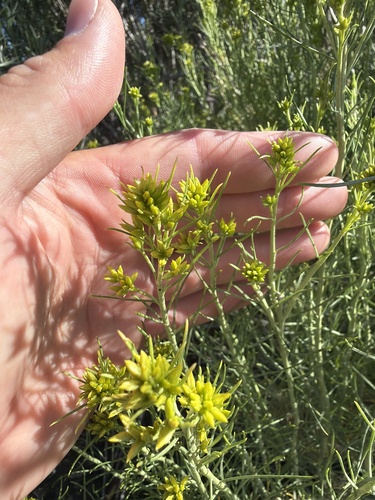 iNaturalist observation photo of Rubber Rabbitbrush