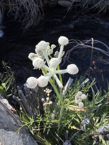iNaturalist observation photo of ranger buttons
