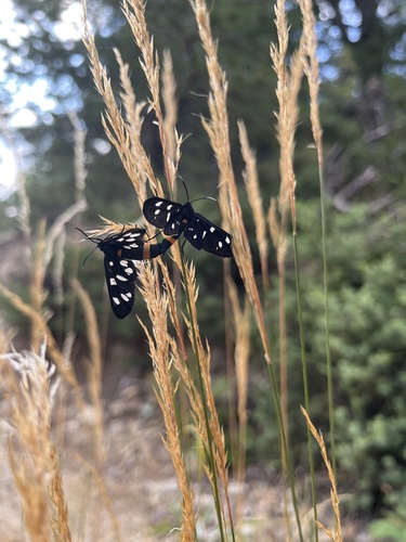 Nine-spotted Moth