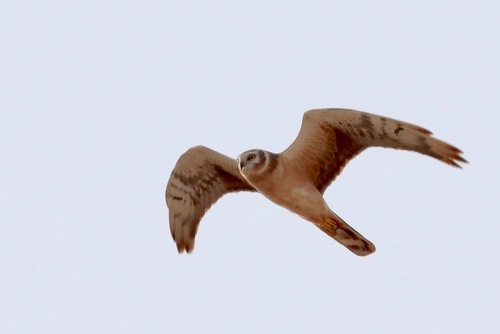 iNaturalist image