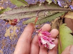 Disocactus phyllanthoides