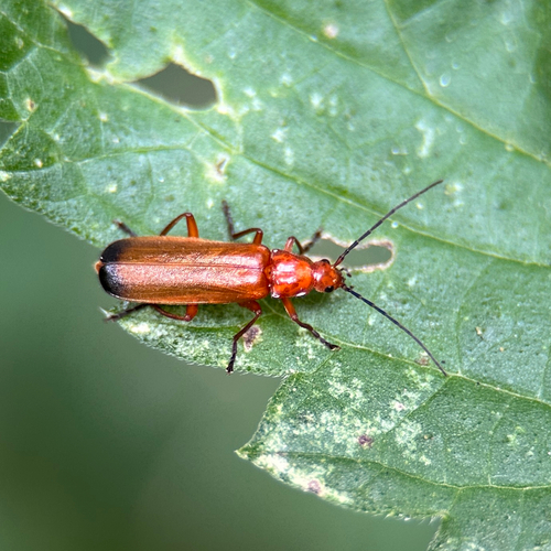 Roter Weichkäfer