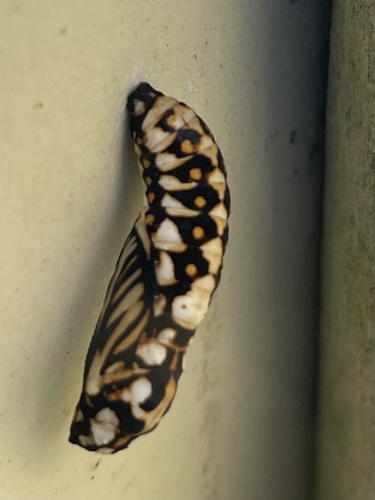 Garden Acraea