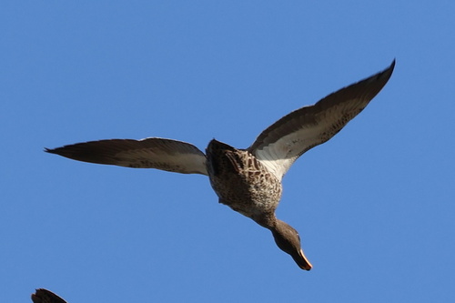 Southern Yellow-billed Duck