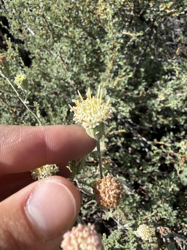 iNaturalist observation photo of Hoary Pincushion