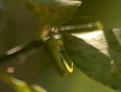 Discogastrini