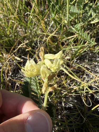 iNaturalist observation photo of Freckled Milkvetch