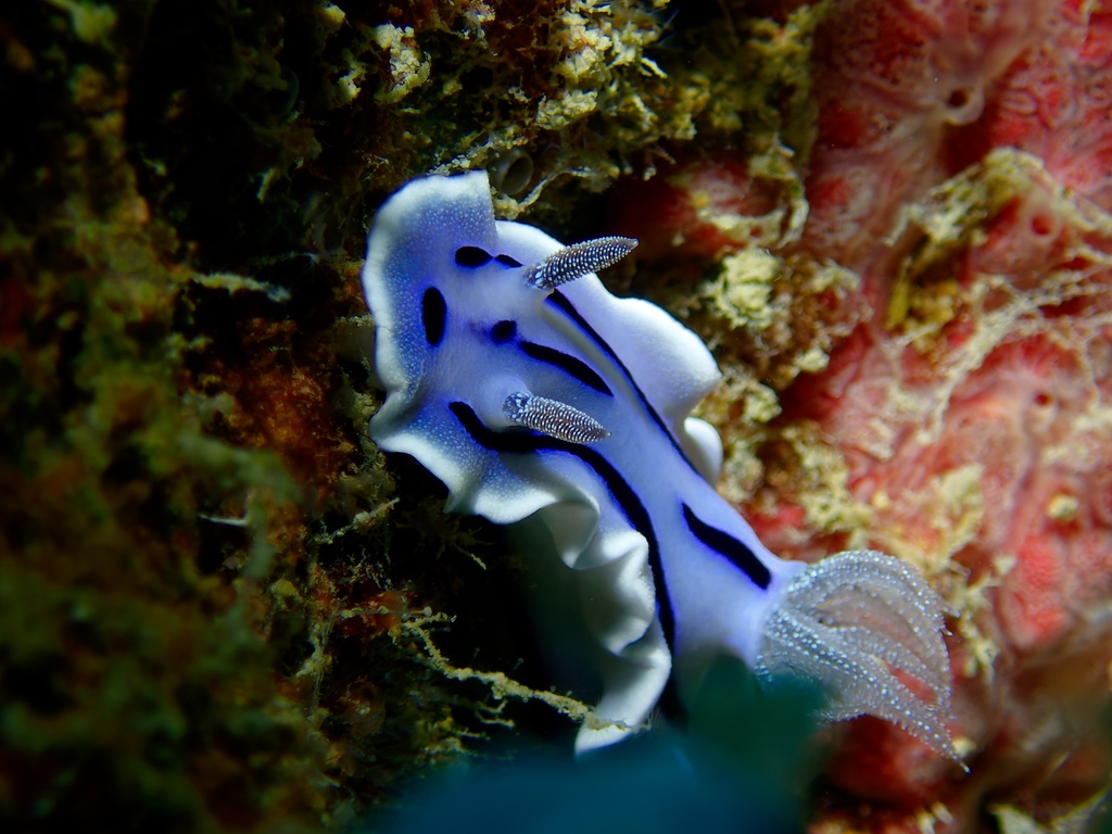 Striped White Sea Slug