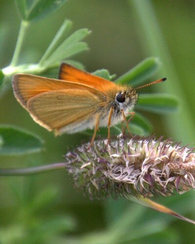 Essex Skipper