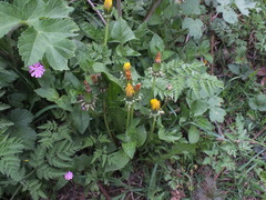 Taraxacum officinale
