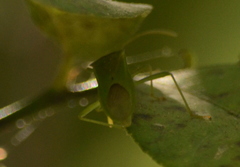 Discogastrini