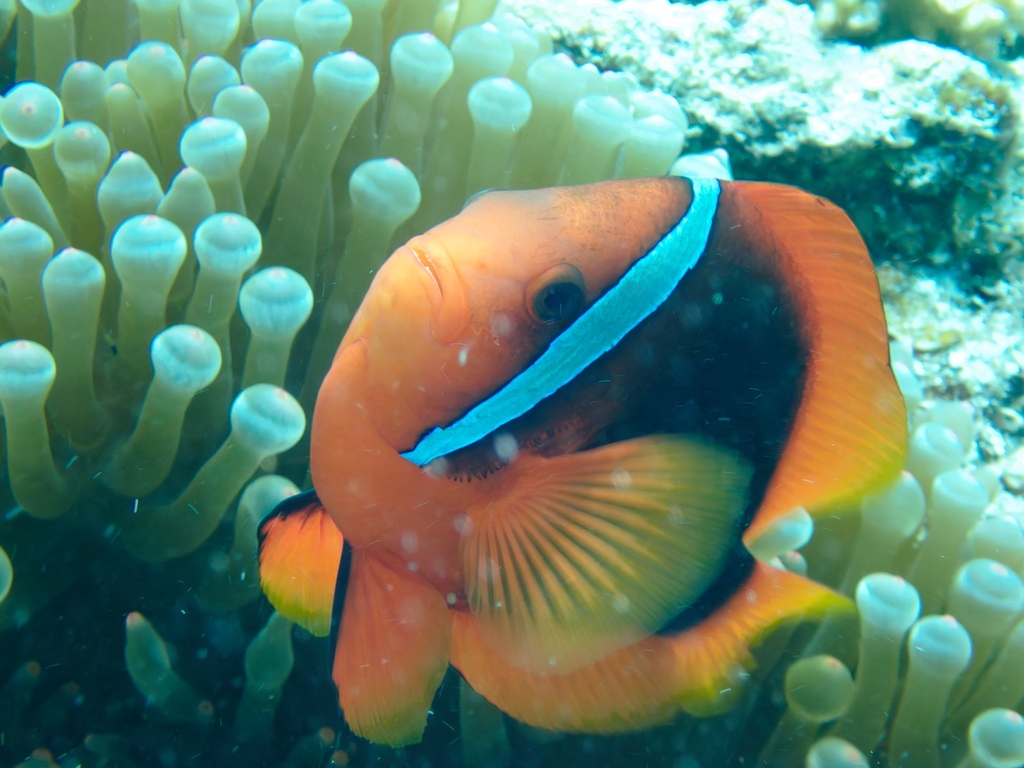 blackback anemonefish