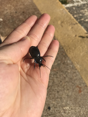 Carabus finitimus