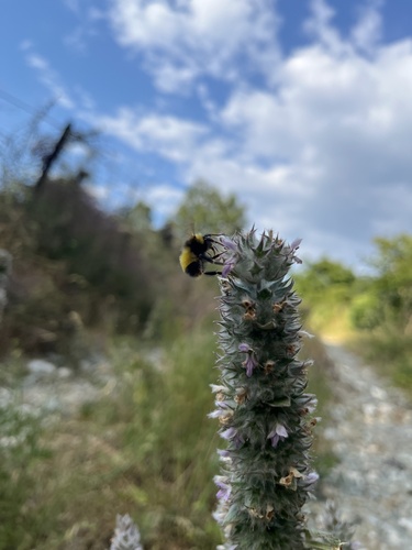 Blood-tailed Bumble Bee