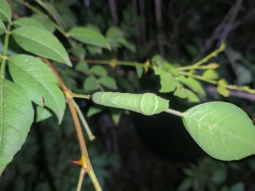 Chinese Yellow Swallowtail