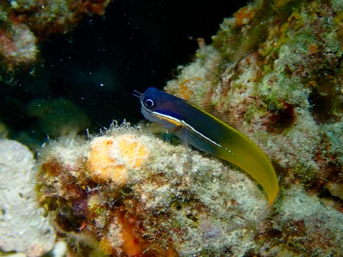 Tricolor coralblenny (Ecsenius tricolor) — Blenniidae — 5