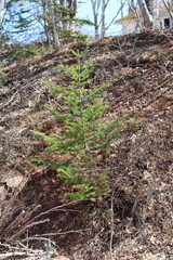 Abies balsamea image