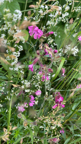red campion