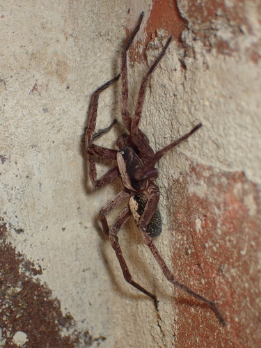 Alabama wandering spider