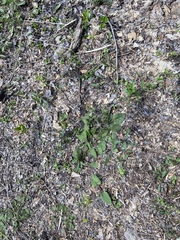 Vincetoxicum rossicum