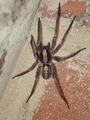 Alabama wandering spider